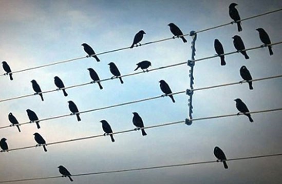 Tại sao chim đậu trên dây điện trần nhưng không bị điện giật